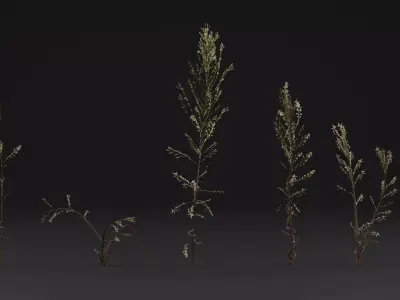 Bushy Starwort 3D model