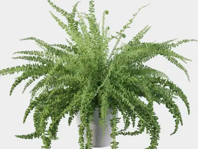 Fern in white pot 3D model