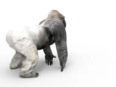  gorilla Rigged 3D Models game ready Low-poly 3D model