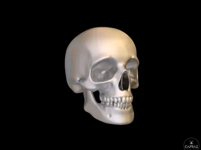 3D Printable Skull - rc 3D print model
