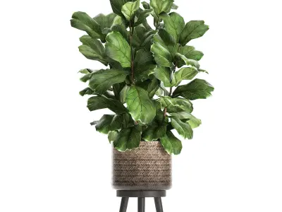 Ficus lyrata tree in rattan basket for the interior 859 3D model