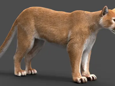 Puma animal 3D model