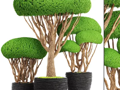 bonsai tree  3D model