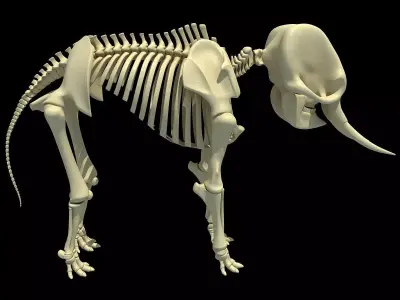 Elephant Anatomic Asian Skeleton 3D model