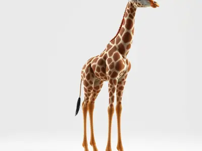 Kordofan Giraffe Realistic Skin Textures model pack Low-poly 3D model