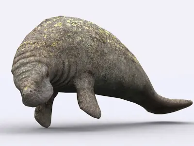 3DRT - Sealife - Manatee Low-poly 3D model