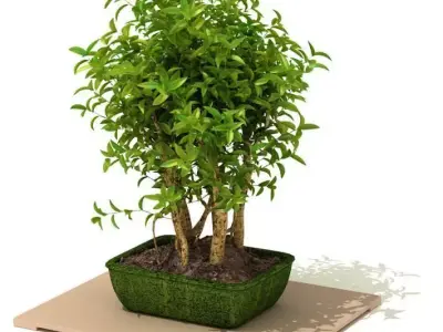 Green Potted Tree For Decoration 3D model