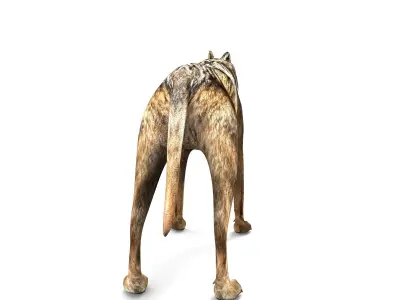 3d Wolf rigged and animated  Low-poly 3D model