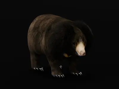 Sloth Bear Low-poly 3D model