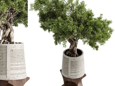 Bonsai Tree plants in a stand pot - Indoor Plant 697 3D model