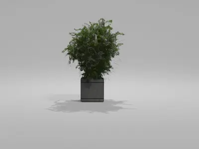 Bushes Pack 2 Blender 3D model