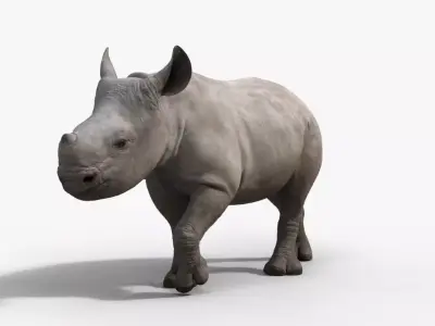 Rhino Baby Animated  VFX Grace 3D model