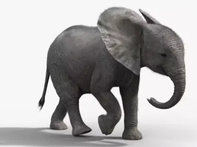 Young African Elephant Animated  VFX Grace 3D model