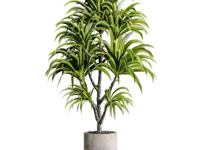 Indoor plant 16 3D model