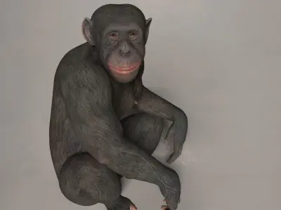 Ape monkey 3d model 3D model