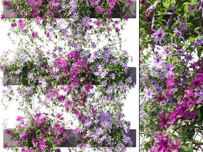 Clematis 02 3D model