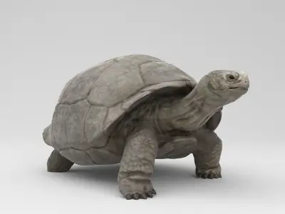 Galapagos Tortoise  Low-poly 3D model