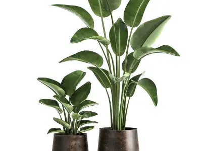 Banana palm in a rust pot for the interior 1037 3D model