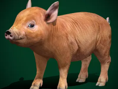 Miniature  Pig Animal Low-poly 3D model