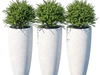 Plant in the pot III 3D model