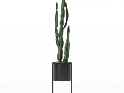 Euphorbia candelabrum cactus in modern flower pot 3D model