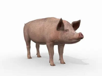 Porky the pig - animated 3d fur model 3D model