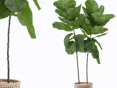 Ficus lyrata in modern flower pot 3D model buy