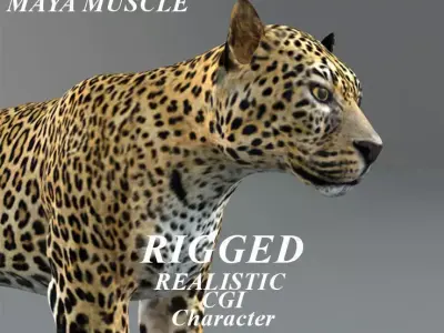 Leopard Rigged  Maya muscle 3D model