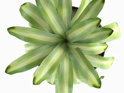 Exotic Plants Dracaena Flower 3D model