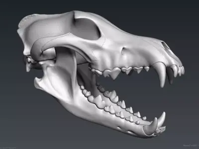 3D Wolf Skull - Highpoly sculpture 3D model