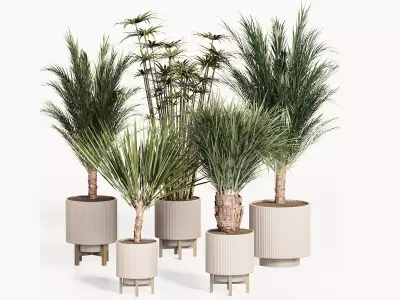 PALM PLANT SET 3D model