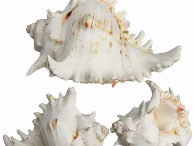 Sea Shell 3D model