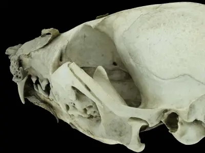 Canine Skull 3D model