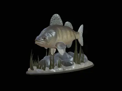 BIG ZANDER UNDERWATER STATUE DETAILED TEXTURE FOR 3D PRINTING 3D print model