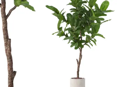 Big ficus lyrata in modern flower pot 3D model