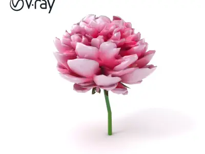 Double Peony Lush Blooms Elegance model pack Low-poly 3D model
