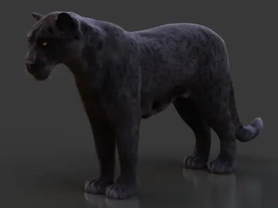 Black Jaguar ANIMATED Xgen core 3D model