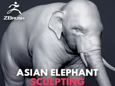 Asian Elephant Sculpt 3D model