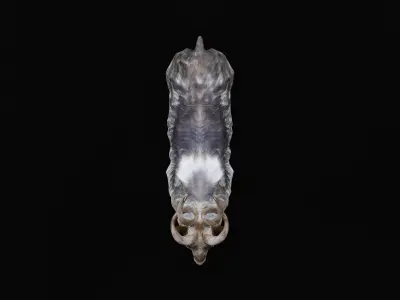 Markhor Wild Goat Low-poly 3D model