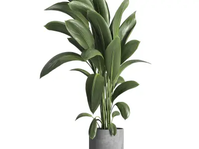 indoor plant 031 3D model