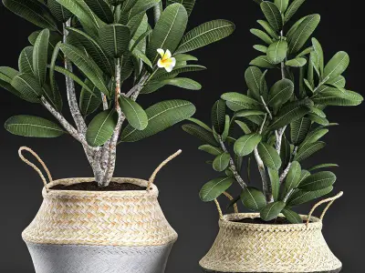 Decorative plumeria trees for the interior in basket 559 3D model