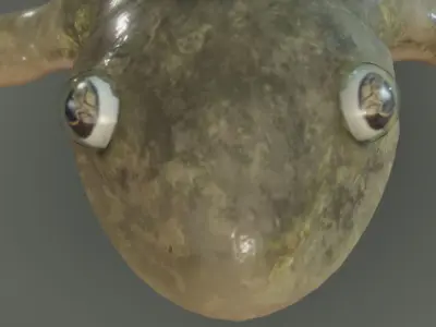 Frog  Lab  Frog   Xenopus laevisis Low-poly 3D model