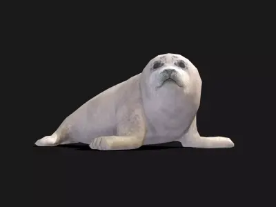 Baby Spotted Seal - Animated Low-poly 3D model