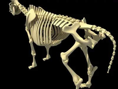 Cow Bone Skeletal 3D model