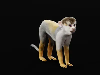Squirrel Monkeys Primate Low-poly 3D model