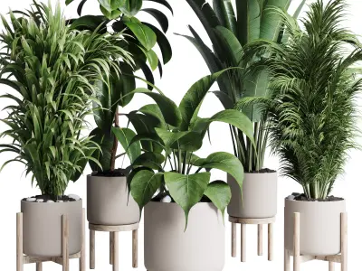 indoor plant ficus rubbery palm ravenala wooden vase 3D model