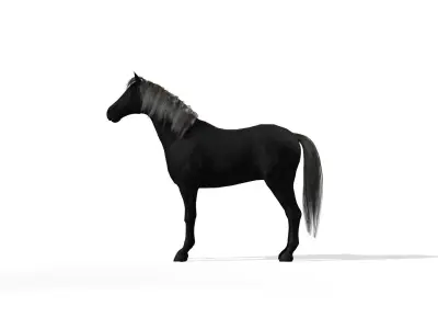 Black Dark Horse Low-poly 3D model