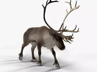 ReinDeer Male Animated 3D model