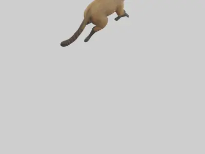 Coati running model 3D model