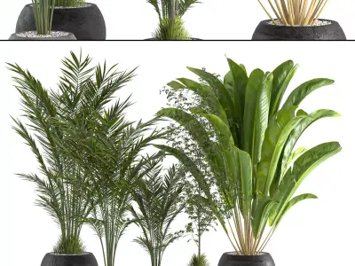 Collaction Indoor plant vol 53 3D model